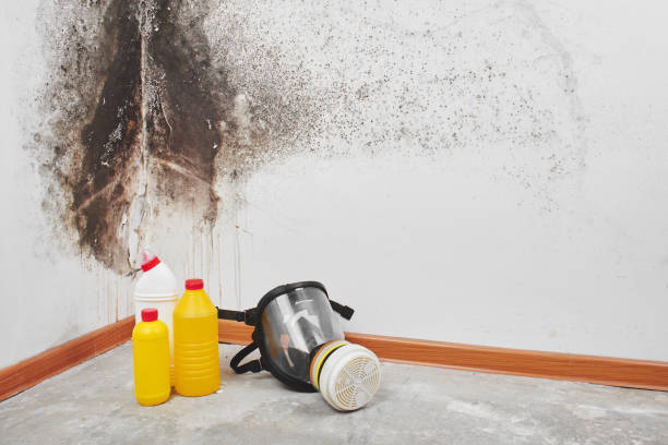 Best Fast Mold Removal  in Pottsboro, TX