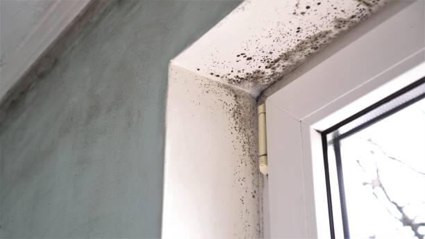 Best Mold Remediation Experts  in Pottsboro, TX