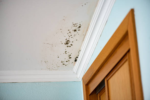 Best Mold Testing  in Pottsboro, TX