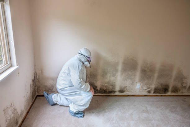 Best Best Mold Removal Companies  in Pottsboro, TX