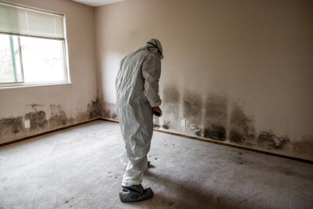 Best Mold Damage Repair  in Pottsboro, TX