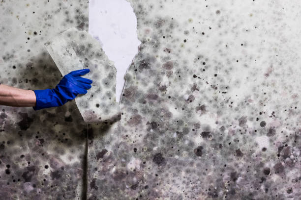 Pottsboro, TX Mold Removal Company