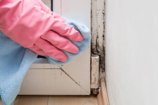 Best Black Mold Removal  in Pottsboro, TX