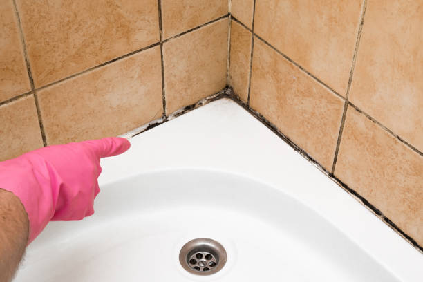 Best Toxic Mold Removal  in Pottsboro, TX